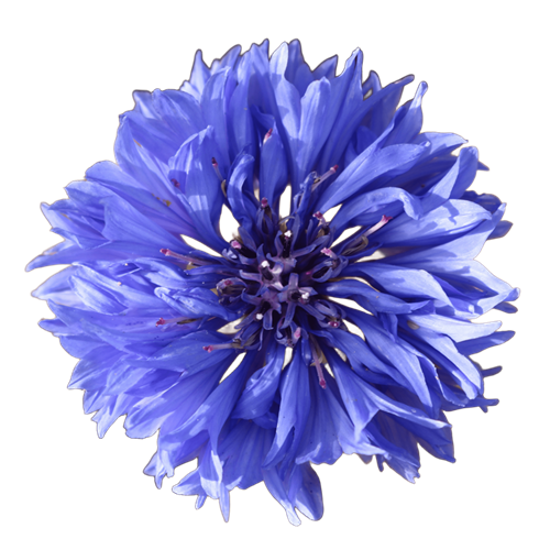 ヤグルマギク(切り抜き)